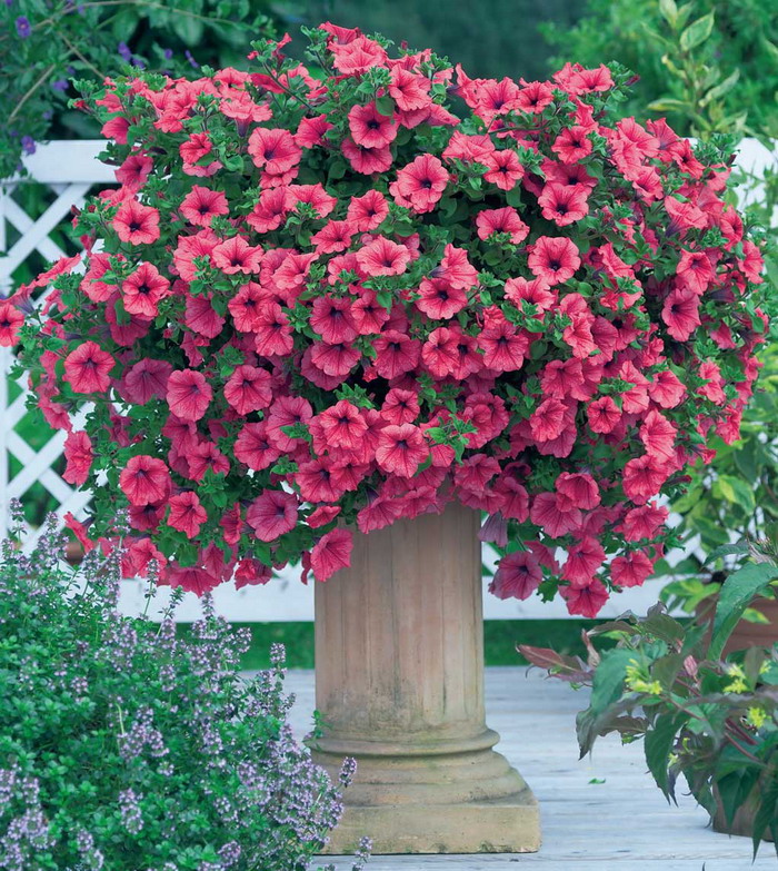 Сурфиния Хот ред